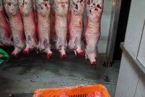 Carcasses in slaughterhouse chiller room - Gretna Quality Meats, Tasmania - Captured at Gretna Meatworks, Gretna TAS Australia.