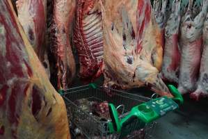 Carcasses in slaughterhouse chiller room - Trolley full of sheep heads. Gretna Quality Meats, Tasmania - Captured at Gretna Meatworks, Gretna TAS Australia.