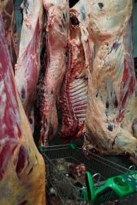 Carcasses in slaughterhouse chiller room - Trolley full of sheep heads. Gretna Quality Meats, Tasmania - Captured at Gretna Meatworks, Gretna TAS Australia.