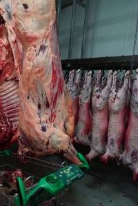 Carcasses in slaughterhouse chiller room - Gretna Quality Meats, Tasmania - Captured at Gretna Meatworks, Gretna TAS Australia.