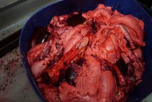 Bucket of offal, jaw, body parts in slaughterhouse chiller room - Gretna Quality Meats, Tasmania - Captured at Gretna Meatworks, Gretna TAS Australia.