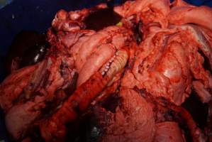Bucket of offal, jaw, body parts in slaughterhouse chiller room - Gretna Quality Meats, Tasmania - Captured at Gretna Meatworks, Gretna TAS Australia.