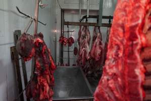 Carcasses in slaughterhouse chiller room - Gretna Quality Meats, Tasmania - Captured at Gretna Meatworks, Gretna TAS Australia.