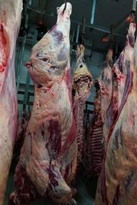 Carcasses in slaughterhouse chiller room - Gretna Quality Meats, Tasmania - Captured at Gretna Meatworks, Gretna TAS Australia.