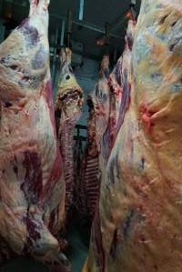 Carcasses in slaughterhouse chiller room - Gretna Quality Meats, Tasmania - Captured at Gretna Meatworks, Gretna TAS Australia.