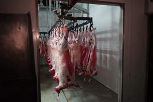 Carcasses in slaughterhouse chiller room - Gretna Quality Meats, Tasmania - Captured at Gretna Meatworks, Gretna TAS Australia.