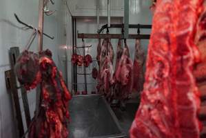Carcasses in slaughterhouse chiller room - Gretna Quality Meats, Tasmania - Captured at Gretna Meatworks, Gretna TAS Australia.