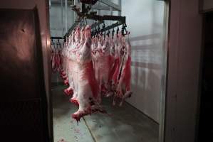 Carcasses in slaughterhouse chiller room - Gretna Quality Meats, Tasmania - Captured at Gretna Meatworks, Gretna TAS Australia.