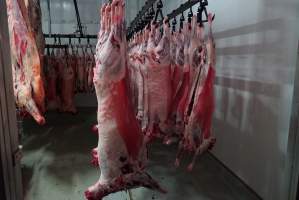 Carcasses in slaughterhouse chiller room - Gretna Quality Meats, Tasmania - Captured at Gretna Meatworks, Gretna TAS Australia.