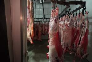 Carcasses in slaughterhouse chiller room - Gretna Quality Meats, Tasmania - Captured at Gretna Meatworks, Gretna TAS Australia.