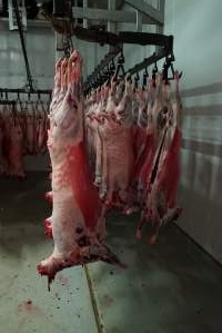 Carcasses in slaughterhouse chiller room - Gretna Quality Meats, Tasmania - Captured at Gretna Meatworks, Gretna TAS Australia.
