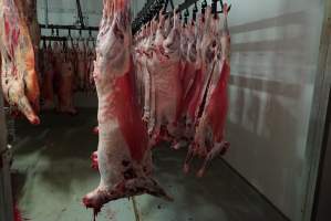 Carcasses in slaughterhouse chiller room - Gretna Quality Meats, Tasmania - Captured at Gretna Meatworks, Gretna TAS Australia.