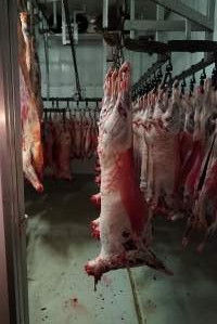 Carcasses in slaughterhouse chiller room - Gretna Quality Meats, Tasmania - Captured at Gretna Meatworks, Gretna TAS Australia.