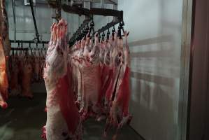 Carcasses in slaughterhouse chiller room - Gretna Quality Meats, Tasmania - Captured at Gretna Meatworks, Gretna TAS Australia.