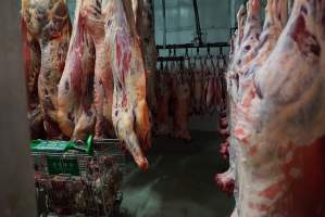 Carcasses in slaughterhouse chiller room - Gretna Quality Meats, Tasmania - Captured at Gretna Meatworks, Gretna TAS Australia.