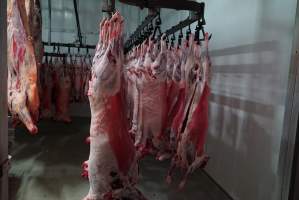 Carcasses in slaughterhouse chiller room - Gretna Quality Meats, Tasmania - Captured at Gretna Meatworks, Gretna TAS Australia.