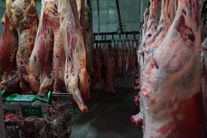 Carcasses in slaughterhouse chiller room - Gretna Quality Meats, Tasmania - Captured at Gretna Meatworks, Gretna TAS Australia.