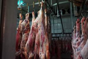 Carcasses in slaughterhouse chiller room - Gretna Quality Meats, Tasmania - Captured at Gretna Meatworks, Gretna TAS Australia.