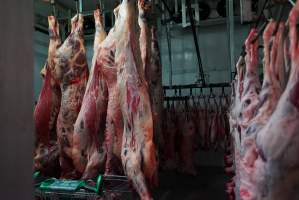 Carcasses in slaughterhouse chiller room - Gretna Quality Meats, Tasmania - Captured at Gretna Meatworks, Gretna TAS Australia.