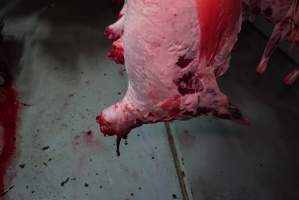 Carcasses in slaughterhouse chiller room - Gretna Quality Meats, Tasmania - Captured at Gretna Meatworks, Gretna TAS Australia.