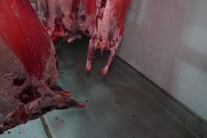 Carcasses in slaughterhouse chiller room - Gretna Quality Meats, Tasmania - Captured at Gretna Meatworks, Gretna TAS Australia.