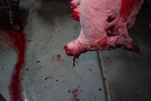 Carcasses in slaughterhouse chiller room - Gretna Quality Meats, Tasmania - Captured at Gretna Meatworks, Gretna TAS Australia.