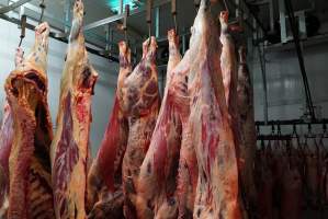 Carcasses in slaughterhouse chiller room - Gretna Quality Meats, Tasmania - Captured at Gretna Meatworks, Gretna TAS Australia.