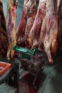 Carcasses in slaughterhouse chiller room - Trolley full of sheep heads. Gretna Quality Meats, Tasmania - Captured at Gretna Meatworks, Gretna TAS Australia.