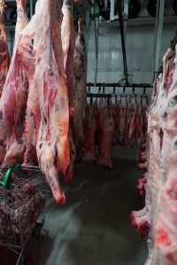 Carcasses in slaughterhouse chiller room - Gretna Quality Meats, Tasmania - Captured at Gretna Meatworks, Gretna TAS Australia.
