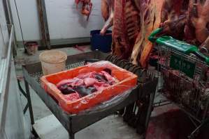 Carcasses in slaughterhouse chiller room - Gretna Quality Meats, Tasmania - Captured at Gretna Meatworks, Gretna TAS Australia.