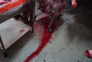 Blood on floor in slaughterhouse chiller room - Gretna Quality Meats, Tasmania - Captured at Gretna Meatworks, Gretna TAS Australia.
