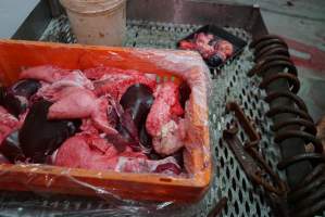 Offal and eyeballs in slaughterhouse chiller room - Gretna Quality Meats, Tasmania - Captured at Gretna Meatworks, Gretna TAS Australia.