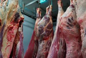Carcasses in slaughterhouse chiller room - Gretna Quality Meats, Tasmania - Captured at Gretna Meatworks, Gretna TAS Australia.
