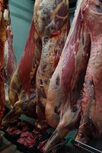 Carcasses in slaughterhouse chiller room - Gretna Quality Meats, Tasmania - Captured at Gretna Meatworks, Gretna TAS Australia.