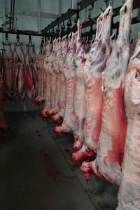 Carcasses in slaughterhouse chiller room - Gretna Quality Meats, Tasmania - Captured at Gretna Meatworks, Gretna TAS Australia.