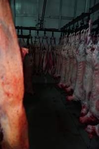 Carcasses in slaughterhouse chiller room - Gretna Quality Meats, Tasmania - Captured at Gretna Meatworks, Gretna TAS Australia.