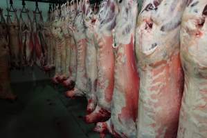 Carcasses in slaughterhouse chiller room - Gretna Quality Meats, Tasmania - Captured at Gretna Meatworks, Gretna TAS Australia.