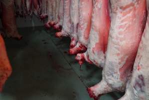 Carcasses in slaughterhouse chiller room - Gretna Quality Meats, Tasmania - Captured at Gretna Meatworks, Gretna TAS Australia.