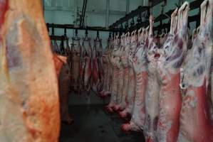 Carcasses in slaughterhouse chiller room - Gretna Quality Meats, Tasmania - Captured at Gretna Meatworks, Gretna TAS Australia.