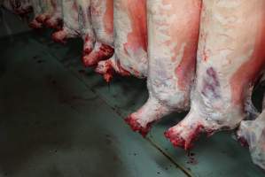 Carcasses in slaughterhouse chiller room - Gretna Quality Meats, Tasmania - Captured at Gretna Meatworks, Gretna TAS Australia.