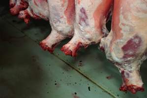 Carcasses in slaughterhouse chiller room - Gretna Quality Meats, Tasmania - Captured at Gretna Meatworks, Gretna TAS Australia.