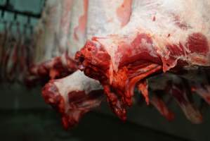 Carcasses in slaughterhouse chiller room - Gretna Quality Meats, Tasmania - Captured at Gretna Meatworks, Gretna TAS Australia.