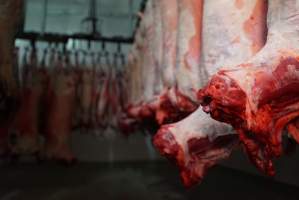 Carcasses in slaughterhouse chiller room - Gretna Quality Meats, Tasmania - Captured at Gretna Meatworks, Gretna TAS Australia.