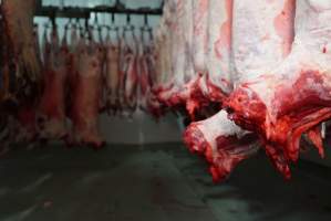 Carcasses in slaughterhouse chiller room - Gretna Quality Meats, Tasmania - Captured at Gretna Meatworks, Gretna TAS Australia.