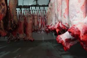 Carcasses in slaughterhouse chiller room - Gretna Quality Meats, Tasmania - Captured at Gretna Meatworks, Gretna TAS Australia.