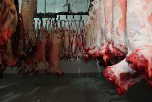 Carcasses in slaughterhouse chiller room - Gretna Quality Meats, Tasmania - Captured at Gretna Meatworks, Gretna TAS Australia.