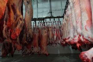 Carcasses in slaughterhouse chiller room - Gretna Quality Meats, Tasmania - Captured at Gretna Meatworks, Gretna TAS Australia.
