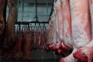 Carcasses in slaughterhouse chiller room - Gretna Quality Meats, Tasmania - Captured at Gretna Meatworks, Gretna TAS Australia.