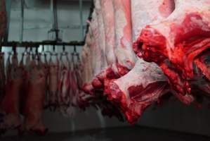 Carcasses in slaughterhouse chiller room - Gretna Quality Meats, Tasmania - Captured at Gretna Meatworks, Gretna TAS Australia.