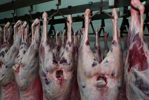 Carcasses in slaughterhouse chiller room - Gretna Quality Meats, Tasmania - Captured at Gretna Meatworks, Gretna TAS Australia.